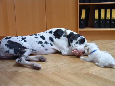 snoop und gwen
